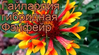 Гайлардия гибридная Фэнфейр (gaillardia hybrida) 🌿 обзор: как сажать, саженцы гайлардии Фэнфейр