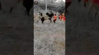 jallikattu Funny video // Krishnagiri Jallikattu / Jallikattu comedy / Krishnagiri Jallikattu Lover