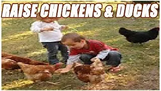 How To Raise Chickens and Ducks Together