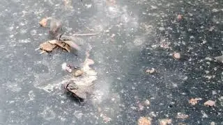 ant and maggot warm fighting