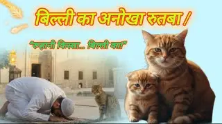 Islam में बिल्लियों की फज़ीलत | मुअज़्ज़ा की कहानी | Islamic Cat Story | Roshni_eZindgi