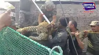 Siliguri:- An adult leopard fell into an abandoned well in Damragram in Dagapur Tea Garden area