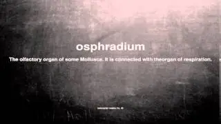 What does osphradium mean