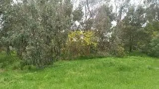 170922 Mimosa in Australia1