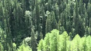 Sea of Trees - Curtis Macdonald - New Age/Chill Music