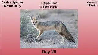Canine Species Month Daily - Day 26: Cape Fox