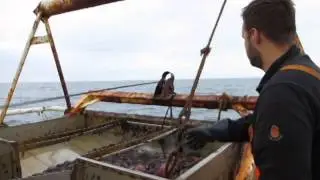 Sea cucumber fishing in Iceland