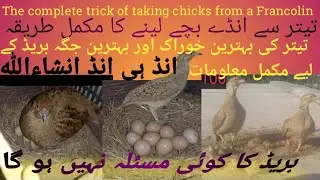 Teetar breeding season | grey Francolin Hatching egg | teetar full Breeding  informative video .