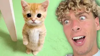 Самые смешные видео с кошками