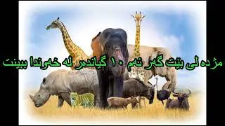 مژدە لی بێت گەر ئەم ١٠ گیاندەر لە خەوندا ببینت - Dream reading in kurdish