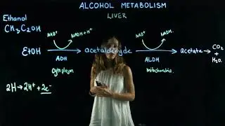 Alcohol metabolism lightboard video
