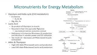 Webinar Endurance Sports and Recovery with Biogena-USA.com