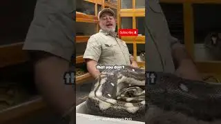 The Protective Nature of a Mother Snake #snake #funny
