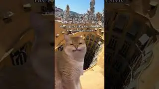 Fake Smile At The Office Shorts! #officelife #funnyshorts #music #shorts #cat #catvideo #smilecat