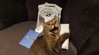 Opening Stuff with Cats! Mass Effect Andromeda Backpack/Strategy Guide Collector's Bundle
