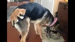 🐈 Cats train dogs! 🐕 Compilation of funny cats and dogs for a good mood! 😺