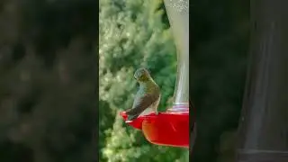 Female ruby throated hummingbird! :D #bird #cute #hummingbird