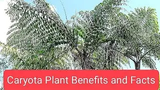 #Caryota #Plant #Tree #Facts #yt  #Benefits #Fish tail Palm #Palm #travel #facts #garden