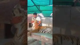 Meet my pet tiger 🐅🤗 #tiger #ytshorts #wildanimals