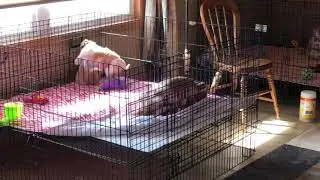 King Charles Cavalier Puppies Cage Fight