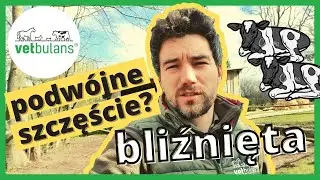 Bliźnięta u bydła 🐄🐄 - jakie skutki dla krowy ❔ | Czy jałówka będzie płodna ❔ lekarz weterynarii