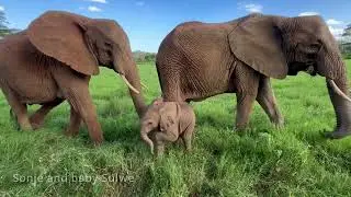 Umani Springs Elephant Reinteration Unit | Sheldrick Trust