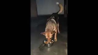 3 AM CCTV: Tiny Puppy&rsquo;s Secret Midnight Feast 🐾