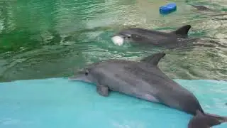 Sigfreid & Roy's Secret Garden in Las Vegas | Lions & Tigers & Dolphins!