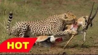 Documentary Lions and Leopards HUNTING & ATTACK Relationship Wild animals in Africa 2016