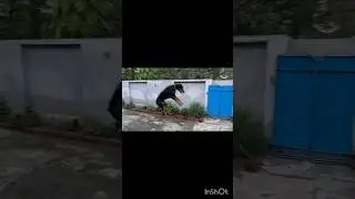 Must-see Ace Doberman Hilarious ball Chase Fail-You Won't Believe What Happen next!#shots #doberman