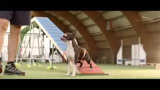 Dog - Agility Training &ndash; 4 Paws 2015 - Competition - Trailer