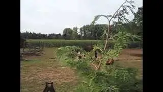 meerhout mijn bedorven dorpje vol tjeeven