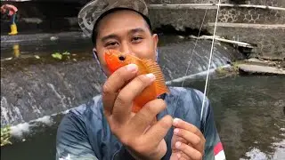 TIPS CASTING IKAN REDDEVIL