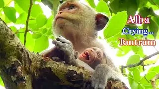 BABY MONKEY ALBA CRYING TANTRUM ON TOMA'S CHEST, PITIFUL BABY ALBA !