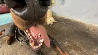 Dobermann Jeff im Hochsommer