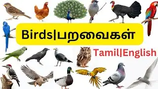 Birds Name in Tamil and English|பறவைகள் பெயர் தமிழ் மற்றும் ஆங்கிலம்|Learn birds name @meowkutty2023