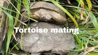 Tortoises mating