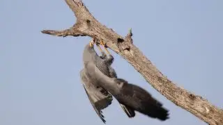 ONE IN A MILLION Sighting! Harrier Hawk catching it's prey! Kruger National Park!
