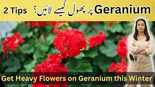 Expert Secrets to GETTING MAXIMUM Flowers on Your Geranium
