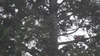 Male Great Horned Owl Stretches Wing and Leg, Then Hoots, December 8, 2016