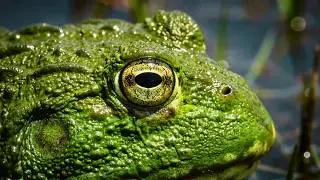 Bullfrogs mating - CLOSE UP
