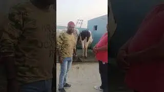 chopra dairy farm Village samora Karnal haryana cow go to satara Maharashtra 9416217681