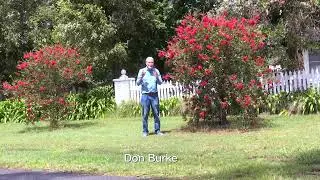 Bottlebrush love damp soils. Burke's Backyard