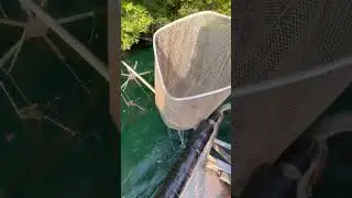 Big Bass Caught With.. ELECTRICITY?!?!‼️😱 #bass  #fishing #lakemanagement