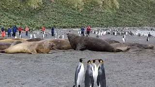 Sydlig s&oslash;elefant ved Gold Harbour, South Georgia