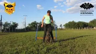 Cimarron Uruguayo puppy (4 months old) - &nbsp;Peekaboo (stay between my legs while I walk)