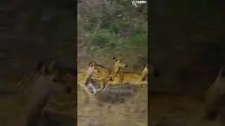 3 Cheetah killed spotted deer in Kuno National Park #kunonationalpark #kuno  #kunocheetah