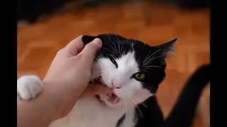 Funny Cats vs Dogs Compilation 2022 -  😺  ...  قطط مضحكة