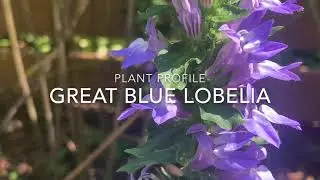 Great Blue Lobelia Plant Profile