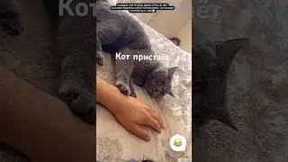 Пиражок в шоке от фермерских котов  #тикток #shortvideo #shots #cat #kitten